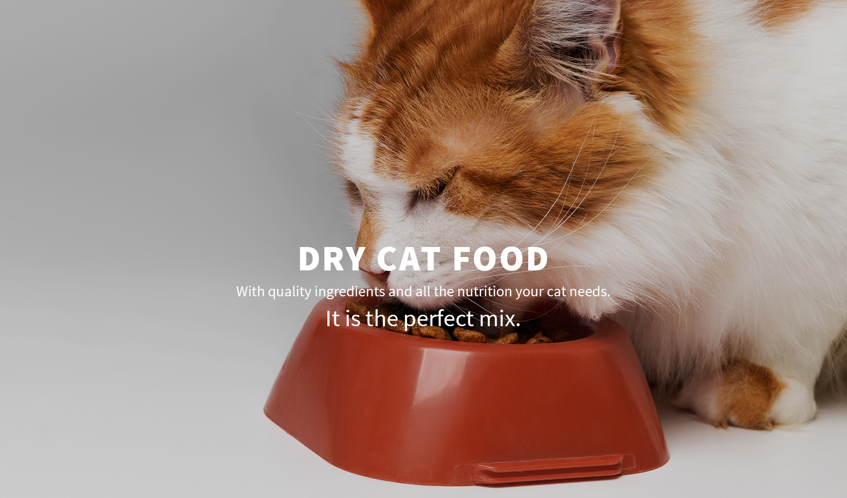 Dry Cat Food