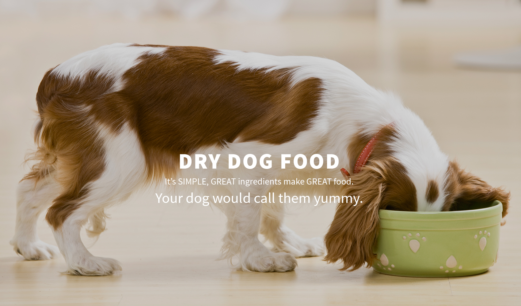 Dry Dog Food