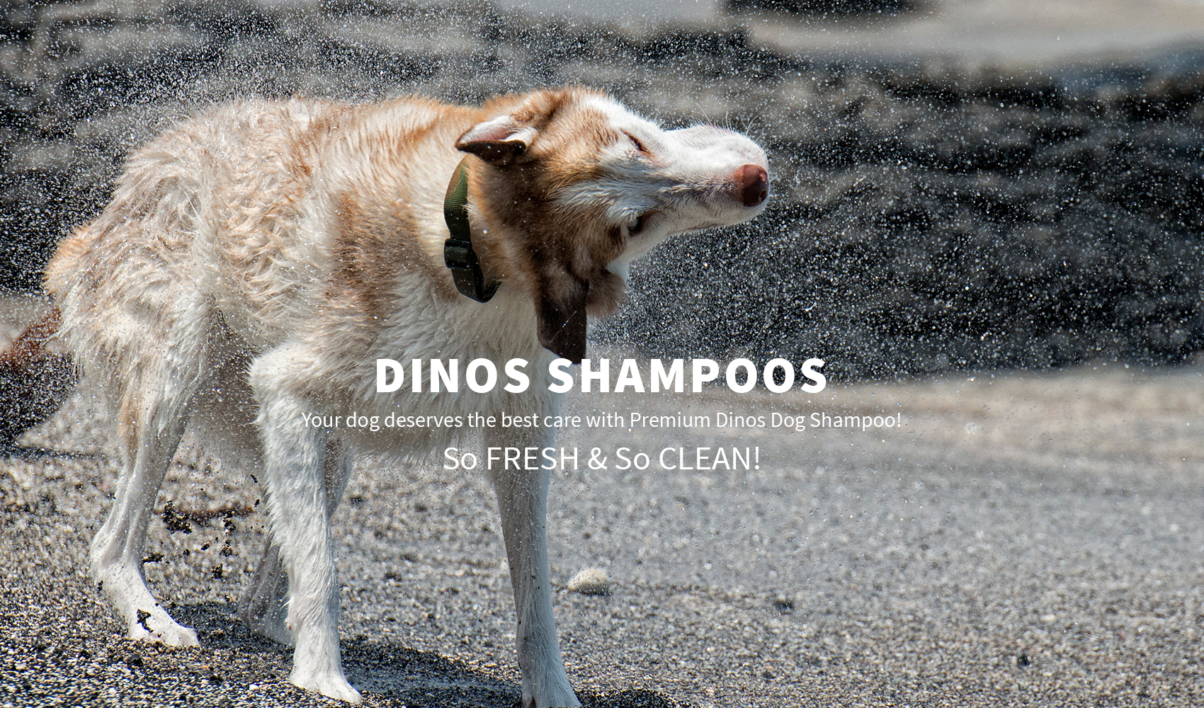 dinos shampoo